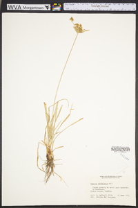 Cyperus croceus image