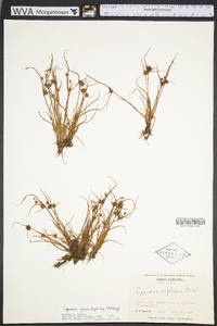 Cyperus granitophilus image