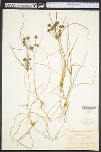 Cyperus grayi image