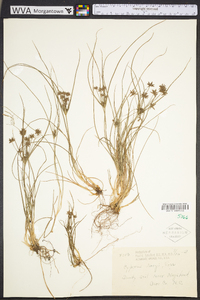 Cyperus grayi image