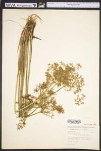 Cyperus haspan image