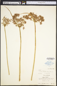 Cyperus haspan image