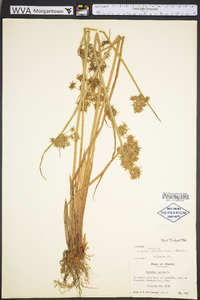 Cyperus haspan image