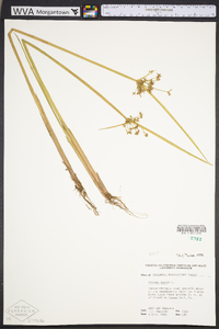 Cyperus haspan image