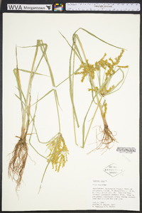 Cyperus iria image