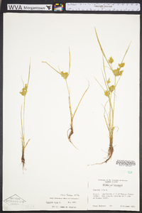 Cyperus iria image