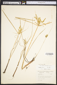 Cyperus iria image