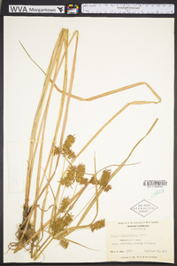 Cyperus lancastriensis image