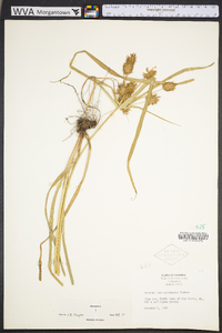 Cyperus lancastriensis image