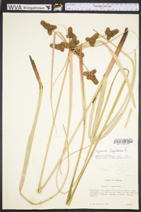 Cyperus ligularis image