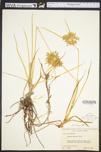 Cyperus lecontei image