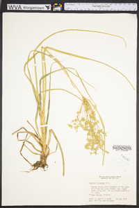 Cyperus lecontei image