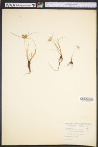 Cyperus lupulinus image