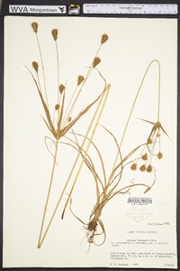 Cyperus plukenetii image