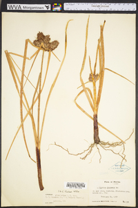 Cyperus planifolius image