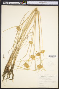 Cyperus polystachyos image