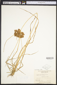 Cyperus pseudovegetus image