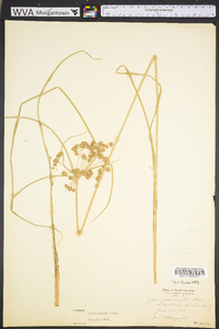 Cyperus pseudovegetus image