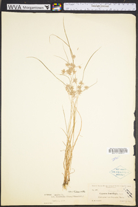 Cyperus pumilus image