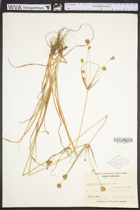 Cyperus retrofractus image