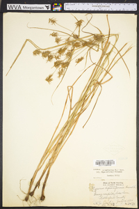 Cyperus retrofractus image