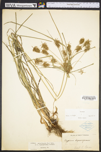 Cyperus retrofractus image