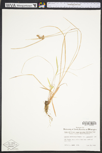 Cyperus retrorsus image