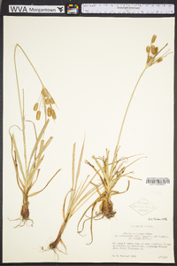 Cyperus retrorsus image