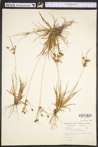 Cyperus retrorsus image