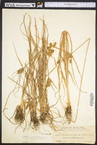 Cyperus retrorsus image