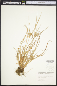 Cyperus retrorsus image