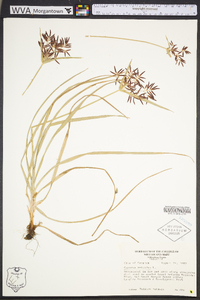 Cyperus rotundus image