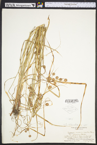 Cyperus echinatus image