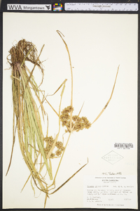 Cyperus virens image