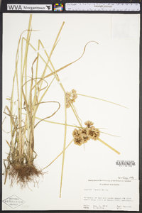 Cyperus virens image