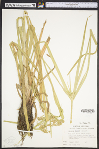 Cyperus virens image