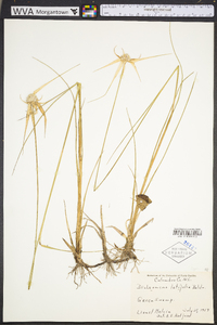 Rhynchospora latifolia image