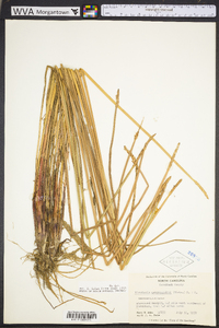 Eleocharis quadrangulata image