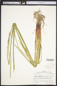 Eleocharis quadrangulata image