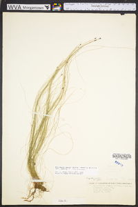 Eleocharis tenuis image