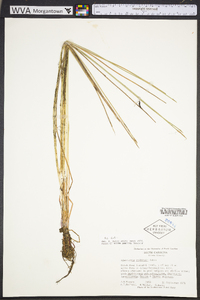 Eleocharis robbinsii image