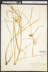 Eriophorum virginicum image