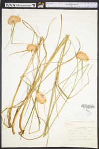 Eriophorum virginicum image