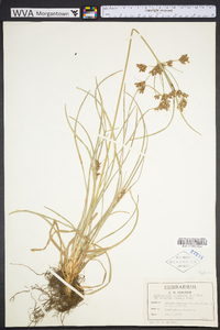 Fimbristylis dichotoma image