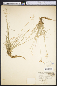 Fimbristylis annua image