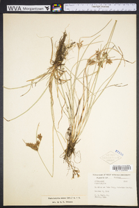 Fimbristylis annua image