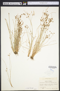 Fimbristylis annua image