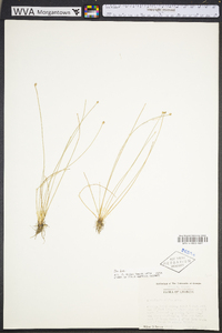 Eleocharis albida image