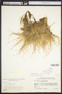 Eleocharis baldwinii image