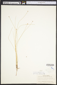 Eleocharis erythropoda image